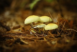 蘑菇,森林蘑菇,橙色