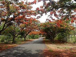 路,胡同,开花树木