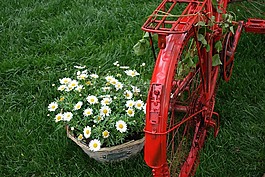 紅色自行車,籃,雛菊