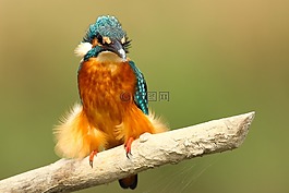鳥(niǎo),橙色,羽毛