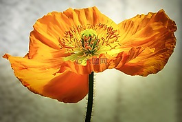花,性質(zhì),廠