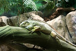 鬣鱗蜥,動(dòng)物,性質(zhì)