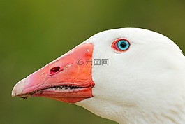 鳥,動物,鳥嘴