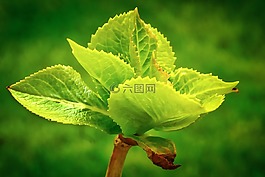 葉子,性質(zhì),廠