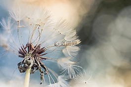 蒲公英,特寫,藍(lán)色