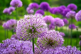 花,性質(zhì),廠