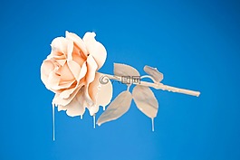 花,玫瑰,花瓣