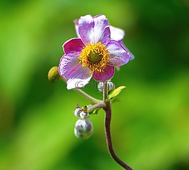動(dòng)物群,花,昆蟲