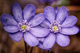 花,性質(zhì),廠