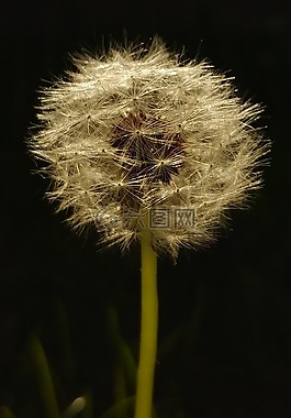 蒲公英,花,夏季