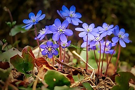花,性質,廠