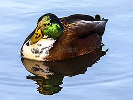 鴨,綠頭鴨,鳥