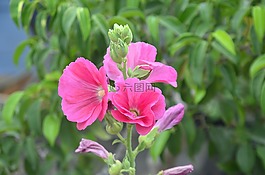 花,蔬菜,很好