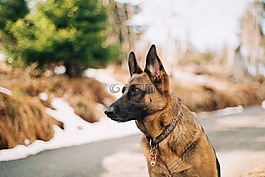 德國(guó)牧羊犬,寵物,動(dòng)物