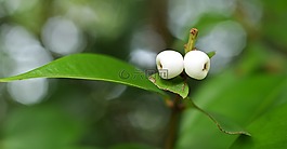 葉,自然,植物區(qū)系