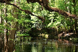 佛羅里達(dá),溪,河