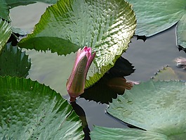 百合,水,綠色