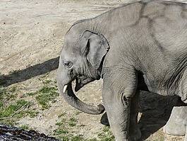 象,自然,動物