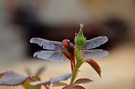 蜻蜓,花,自然