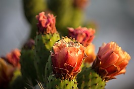 仙人掌,花,植物