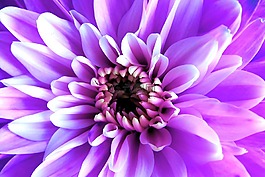 紫色,花,自然