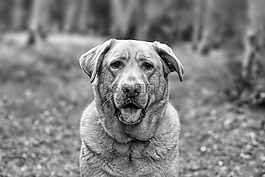 狗,寵物,動物