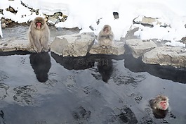 雪猴,獼,靈長類動物