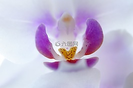 蘭花,內(nèi),開花