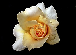 花,花瓣,玫瑰