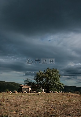 景觀,樹,霧