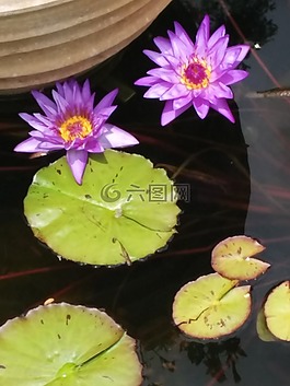 池,夏天,植物