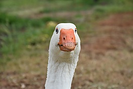 鵝,野生動物,農(nóng)場