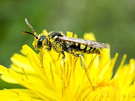 野生蜂,蜜蜂,昆虫