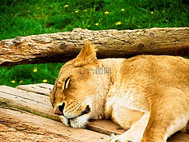 獅子,野生動物園,動物