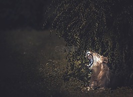 獅子,動(dòng)物,森林