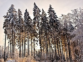 森林,冬天,雪