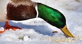 綠頭鴨,男性,雪