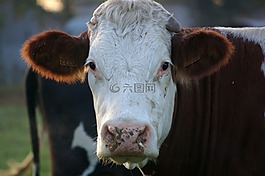 牛,動物,肖像