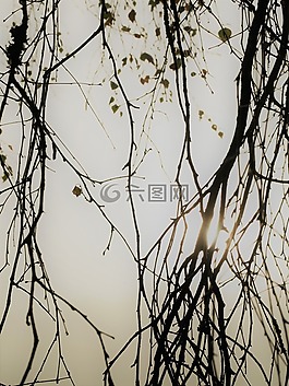 分支機構(gòu),太陽能,葉