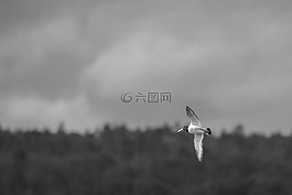 黑色和白色,鸟,飞行