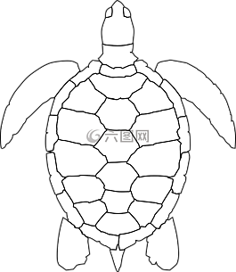 龜,動(dòng)物,爬行動(dòng)物