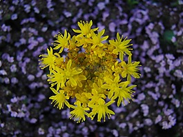 花,黃色,自然