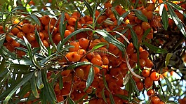 莓果,大果沙棘,特寫