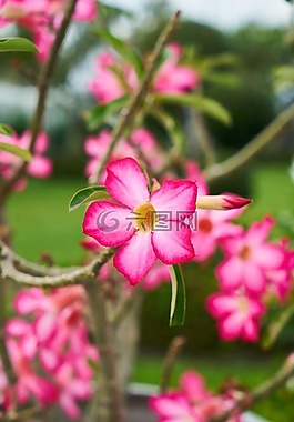 花卉,春,粉紅色
