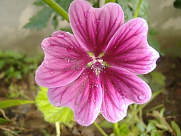 花,花的,花園