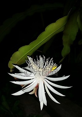 自然,植物區(qū)系,花