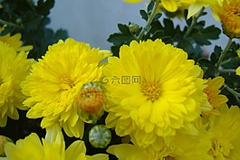 花,黃色,花園