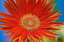 鮮花,非洲菊,開(kāi)花