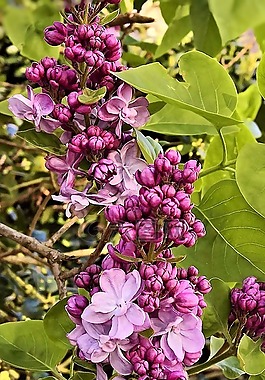 紫丁香,花枝,紫