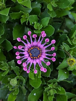 花,植物區(qū)系,自然